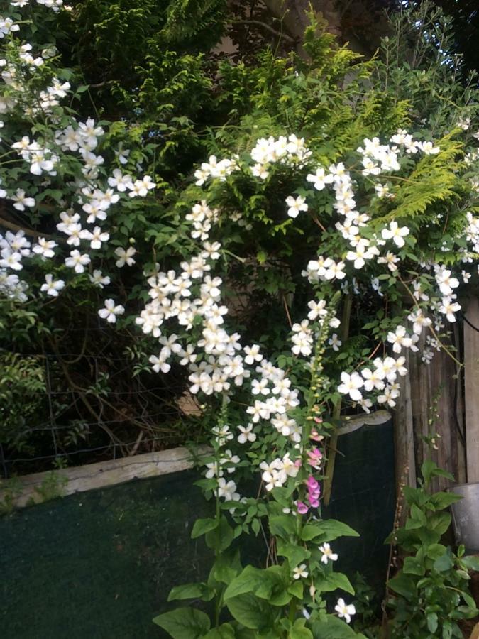 Brook House B&B & Cottages Kaikoura Ngoại thất bức ảnh